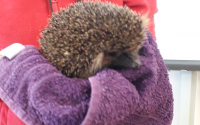 Hedgehog Rescue Dublin Visit Room 11