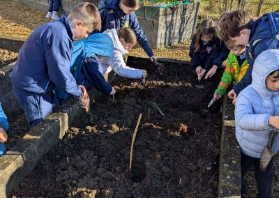 Digging in for the School Garden!